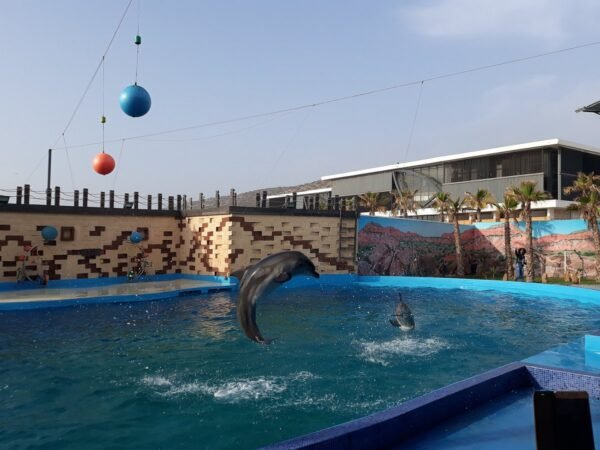 Agadir dolphin world – Image 2