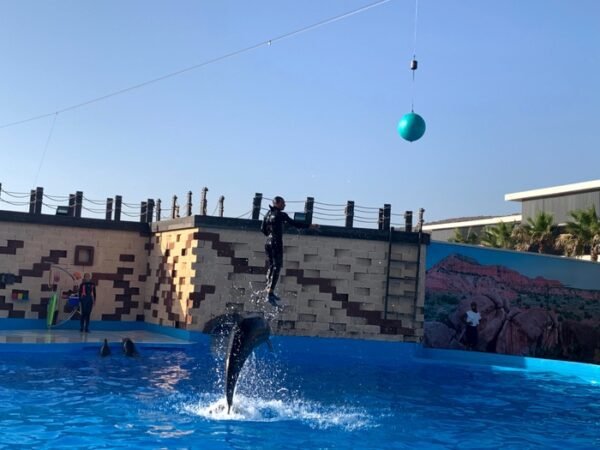 Agadir dolphin world – Image 3